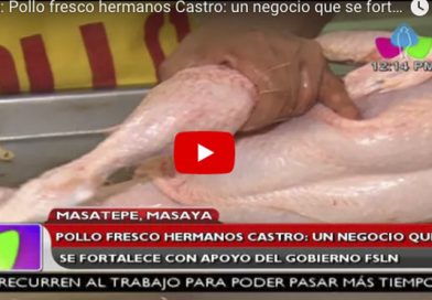 Masaya: Pollo Fresco Hermanos Castro: un negocio que se fortalece con apoyo del Gobierno del FSLN