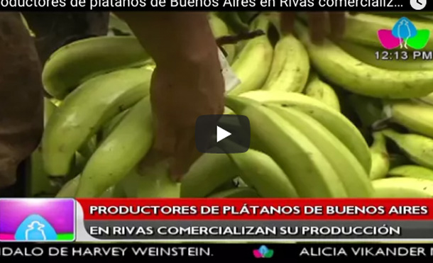 Productores de plátanos de Buenos Aires en Rivas comercializan su producción