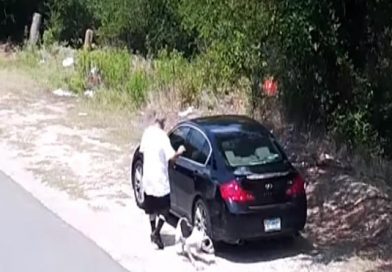 Mira cómo una perrita tiene una final feliz pese a que la abandonaron