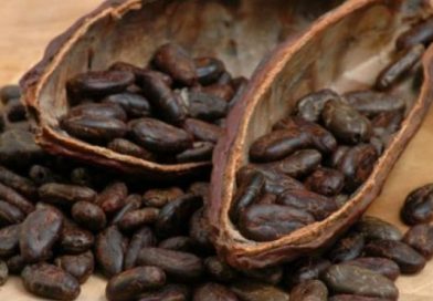 Cacao nicaragüense consigue medalla de oro en Londres