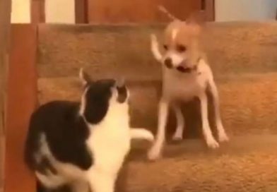 Este gato presionó accidentalmente el 'botón turbo' de un perro