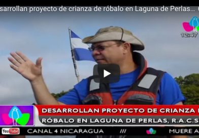 Desarrollan proyecto de crianza de róbalo en Laguna de Perlas, R.A.C.S