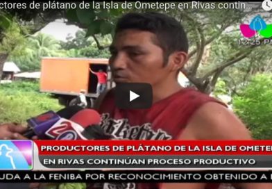 Productores de plátano de la Isla de Ometepe en Rivas continúan proceso productivo