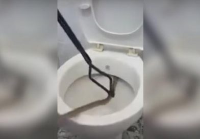 Serpiente de un metro de largo se esconde en el inodoro