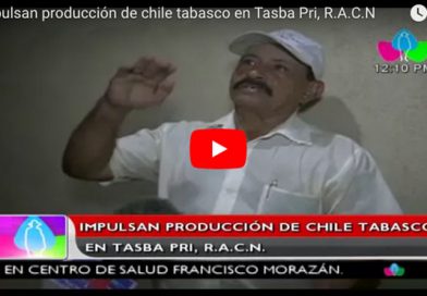 Impulsan producción de chile tabasco en Tasba Pri, R.A.C.N
