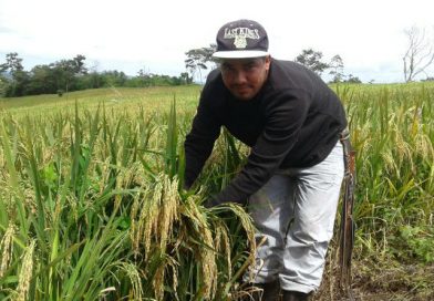 Nueva Guinea: INTA promueve siembra de Arroz