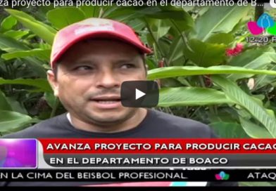 Avanza proyecto para producir cacao en el departamento de Boaco