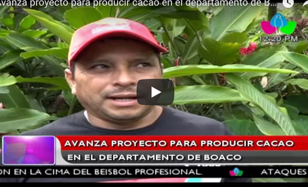 Avanza proyecto para producir cacao en el departamento de Boaco