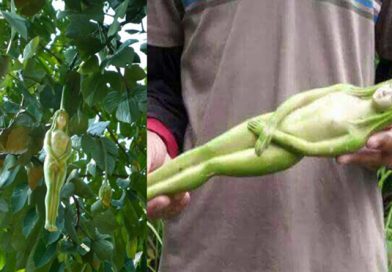 Misterioso árbol da fruto en forma de mujer en Tailandia