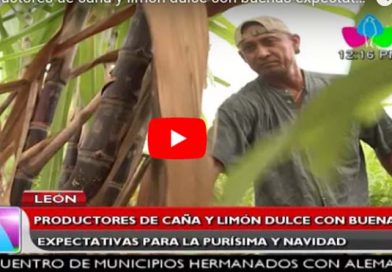 León: Productores de caña y limón dulce con buenas expectativas para la purísima y navidad