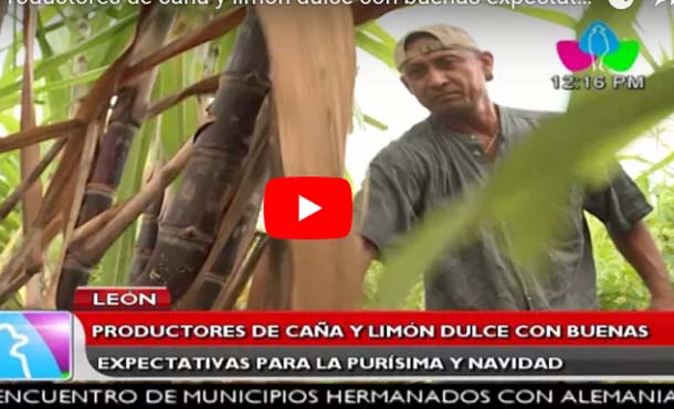 León: Productores de caña y limón dulce con buenas expectativas para la purísima y navidad