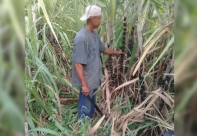 Productores de caña y limón dulce en León, con grandes expectativas por las fiestas marianas