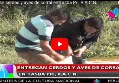 Entregan cerdos y aves de corral en Tasba Pri, R.A.C.N