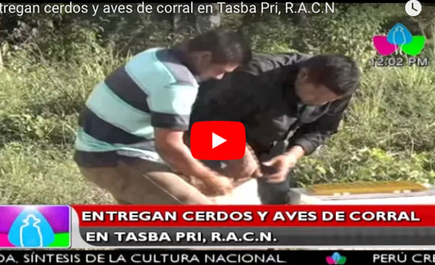Entregan cerdos y aves de corral en Tasba Pri, R.A.C.N