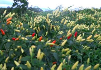 Tasba Pri en el Caribe Norte produce chile tabasco para exportación