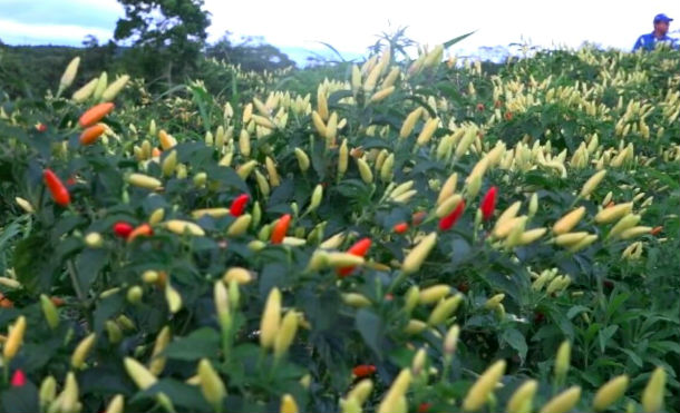Tasba Pri en el Caribe Norte produce chile tabasco para exportación