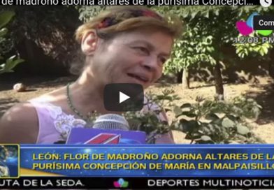León: Flor de madroño adorna altares de la purísima Concepción de María en Malpaisillo