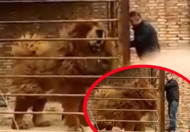 (+Vídeo)Perro gigante impacta en redes sociales