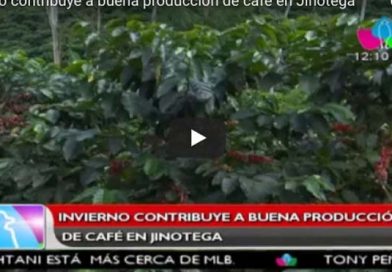 Invierno contribuye a buena producción de café en Jinotega
