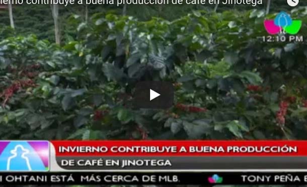 Invierno contribuye a buena producción de café en Jinotega