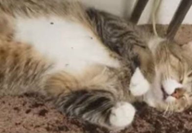 (+Vídeo) Así terminaron unos gatos que se comieron plantas de marihuana