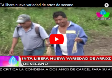 INTA libera nueva variedad de arroz de secano