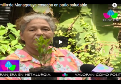 Familia de Managua ya cosecha en patio saludable
