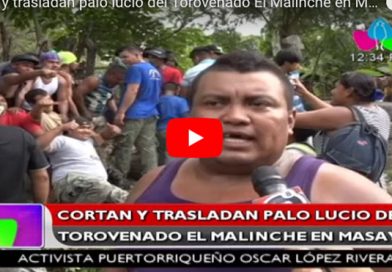 Cortan y trasladan palo lucio del Torovenado El Malinche en Masaya