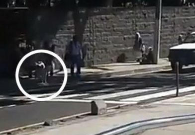 Un perro da el ejemplo y espera el semáforo en rojo para cruzar la calle en El Salvador