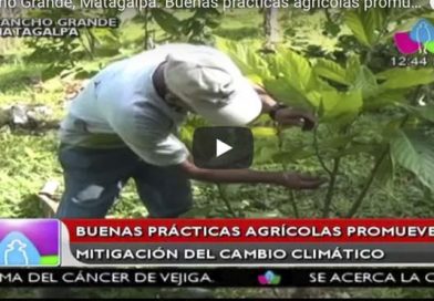 Rancho Grande, Matagalpa: Buenas prácticas agrícolas promueven mitigación del cambio climático