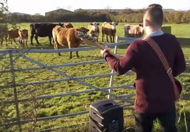 Tomó su guitarra y comenzó a tocar música para deleitar a un grupo de vacas. Pero todo salió mal