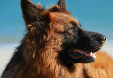 Un perro defendió a una mujer de un ladrón en Montenegro y se hizo viral en YouTube