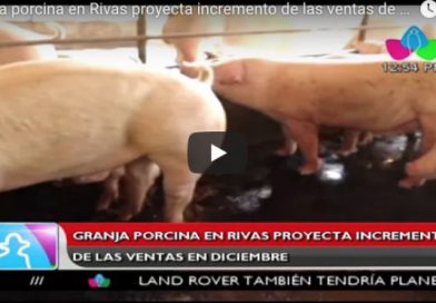 Granja Porcina en Rivas proyecta incremento de las ventas de diciembre