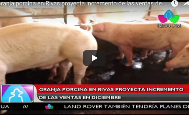 Granja Porcina en Rivas proyecta incremento de las ventas de diciembre