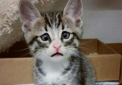 (+Video) Indignante!!! Jóvenes asesinan a pedradas a unos gatitos
