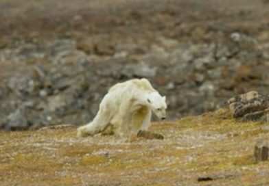 "Desgarrador": Graban la muerte lenta y dolorosa de un oso polar hambriento