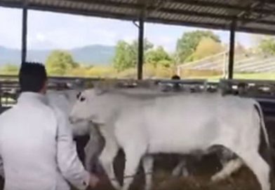 Se hacía el abusivo con unas vacas, pero un ternero hizo justicia así