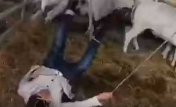 viralperuvaca1