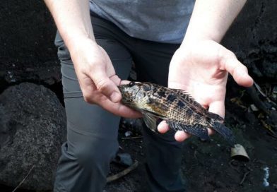 Alemanes estudian especies de mojarras, guapotes y laguneros en Tiscapa