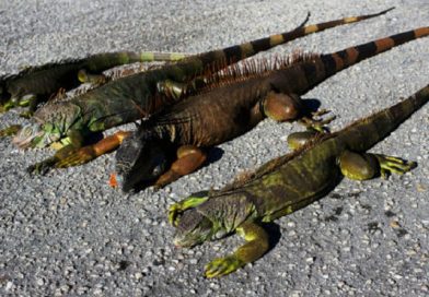 Iguanas descongeladas atacan a residentes en Florida