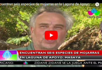 Encuentran seis especies de mojarras en la Laguna de Apoyo, Masaya