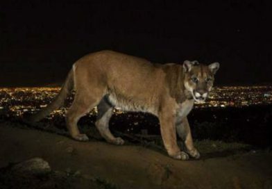Declaran oficialmente extinto al puma oriental norteamericano