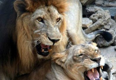 Una manada de leones devora a un cazador furtivo en Sudáfrica