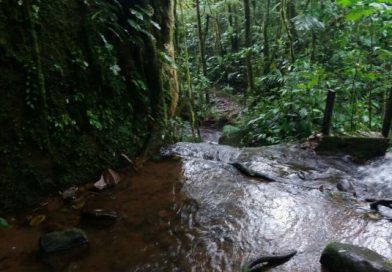 ¿Cómo entenderse con la naturaleza?