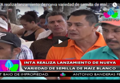 INTA realiza lanzamiento de nueva variedad de semilla de maíz blanco