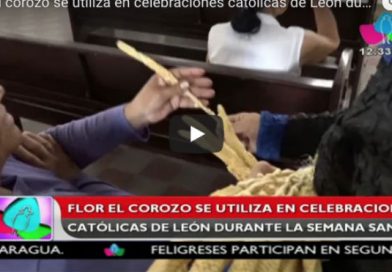 Flor el corozo se utiliza en celebraciones católicas de León durante la semana santa