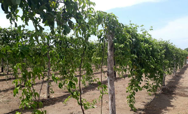 Occidente tendrá moderna planta procesadora de maracuyá, guayaba y banano