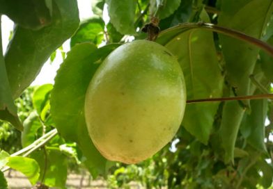Occidente tendrá moderna planta procesadora de maracuyá, guayaba y banano