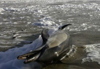 Encuentran 48 delfines muertos en una playa de Argentina