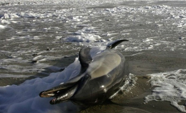 Encuentran 48 delfines muertos en una playa de Argentina